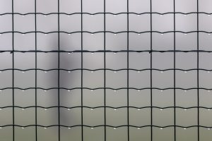 Giovanissimi nella nebbia