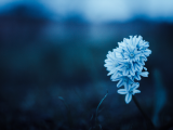 Photo by David Skyrius from Pexels