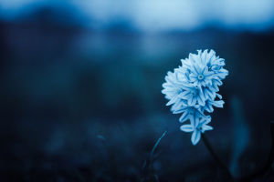 Photo by David Skyrius from Pexels