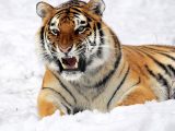 Gli occhi della tigre
