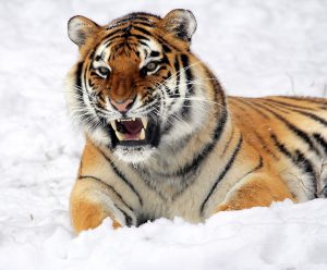 Gli occhi della tigre