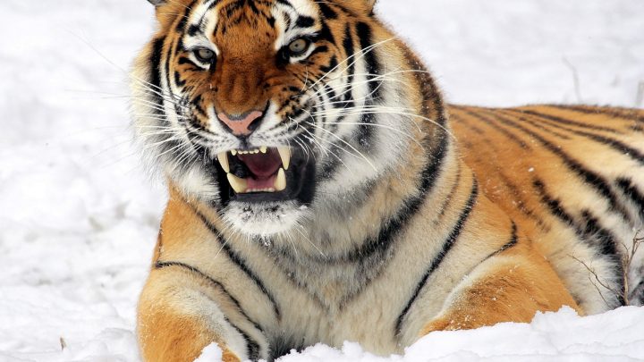 Gli occhi della tigre